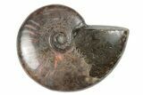 1 1/2 to 2" Flashy, Red Iridescent Ammonite Fossil - Photo 4
